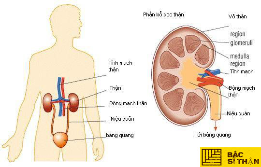 Viêm cầu thận mạn tính  - Hình ảnh minh họa